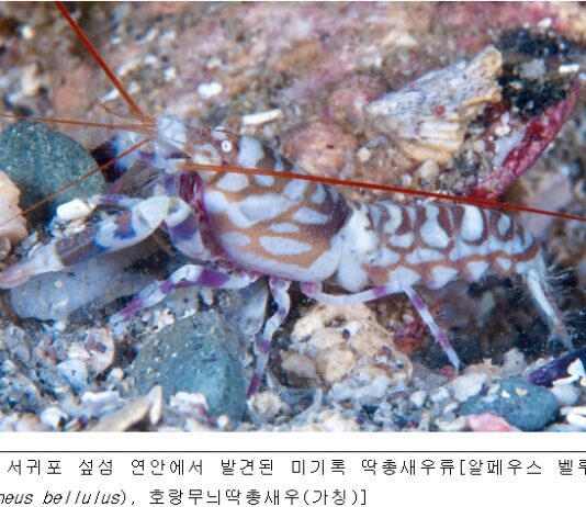 미기록종 딱총새우 국내 서식 확인… 모랫바닥에 집짓고 물고기와 공생