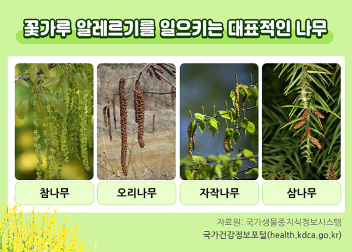 꽃가루 알레르기 나무