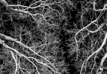 전남 충남 경기 부산에 뿌리산업 특화단지 신규 지정 grayscale photo of leafless tree