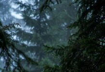 수난사고 7~8월 집중 발생…소방청, 기습폭우 대응 강화 shallow focus of pine trees