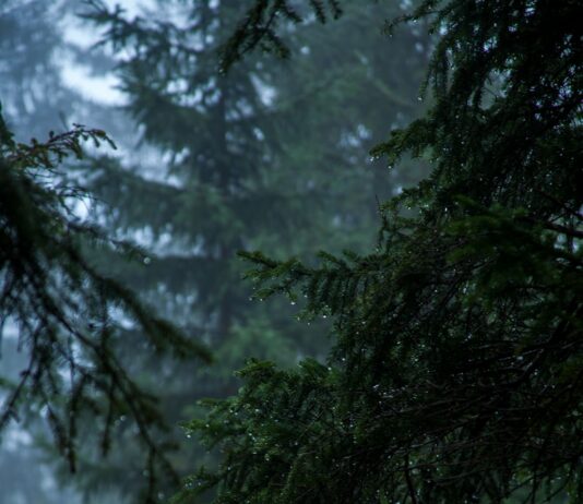 수난사고 7~8월 집중 발생…소방청, 기습폭우 대응 강화 shallow focus of pine trees