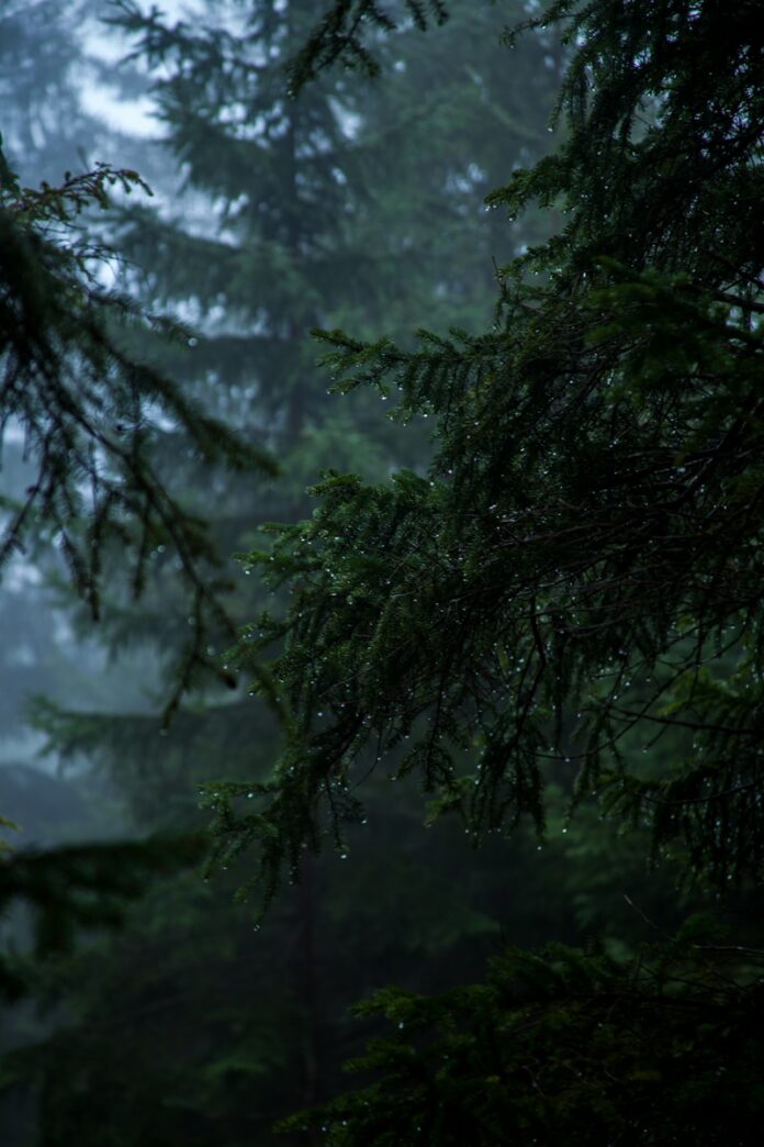 Photo by Jonathan Klok shallow focus of pine trees