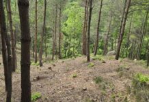 산불로 훼손된 송이, 감염묘를 이용한 인공 재배 기술로 복원한다!