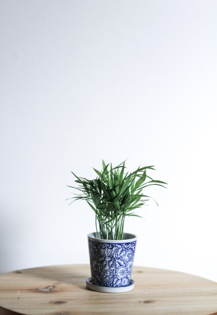 Photo by Kara Eads green plant in white and blue ceramic pot