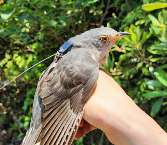 여름 철새 두견이 아프리카까지 날아간다… 이동 경로 세계 최초 확인