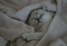 뇌 건강, 마이크로바이옴부터 AI까지…2024년 최신 뇌 건강 관리법 집중 탐구 a white cat is sleeping on a blanket