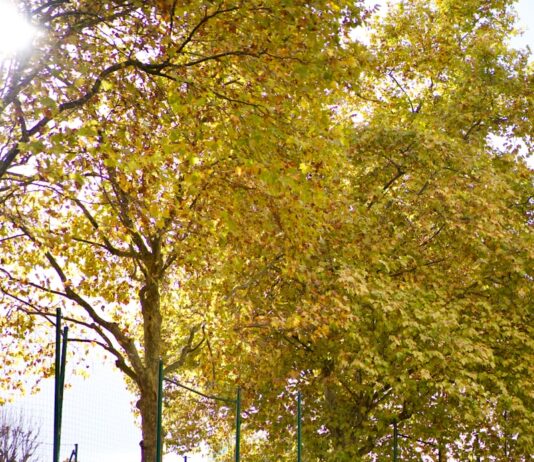 걷기 운동, 건강 챙기기 위한 가장 쉬운 실천법…일상 속 걷기 습관 이렇게 만들어보세요 Autumn trees line a street near a bus stop.